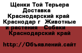 Щенки Той-Терьера.Доставка. - Краснодарский край, Краснодар г. Животные и растения » Собаки   . Краснодарский край